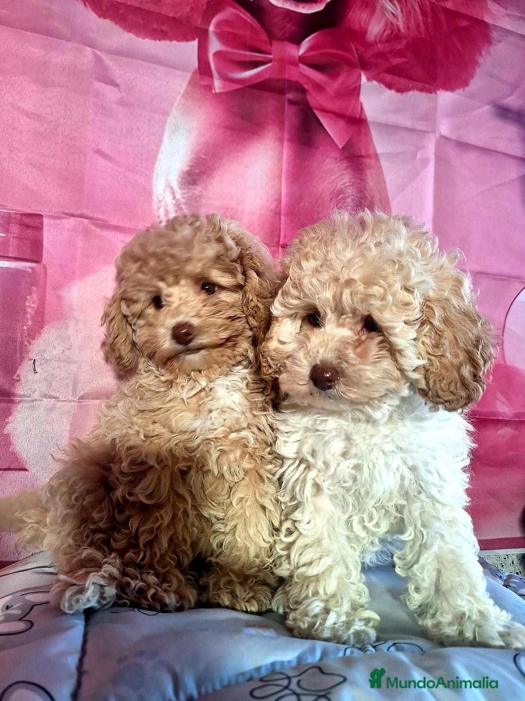 Caniche Enano perros en venta: Cachorros de Caniche Enano  - Imagen 3