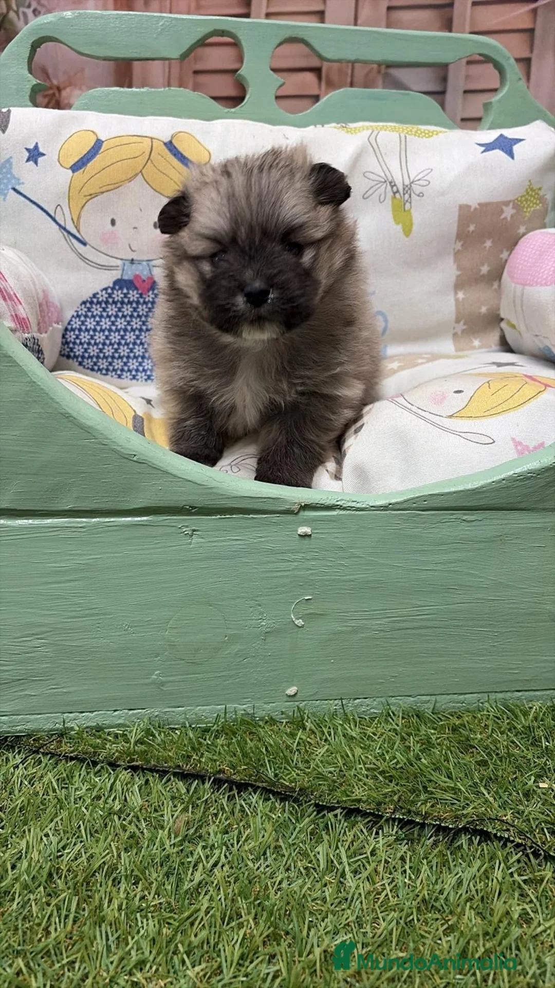 Pomerania perros en venta: Pomeranias toy varias tonalidades !!! - Anuncio 1