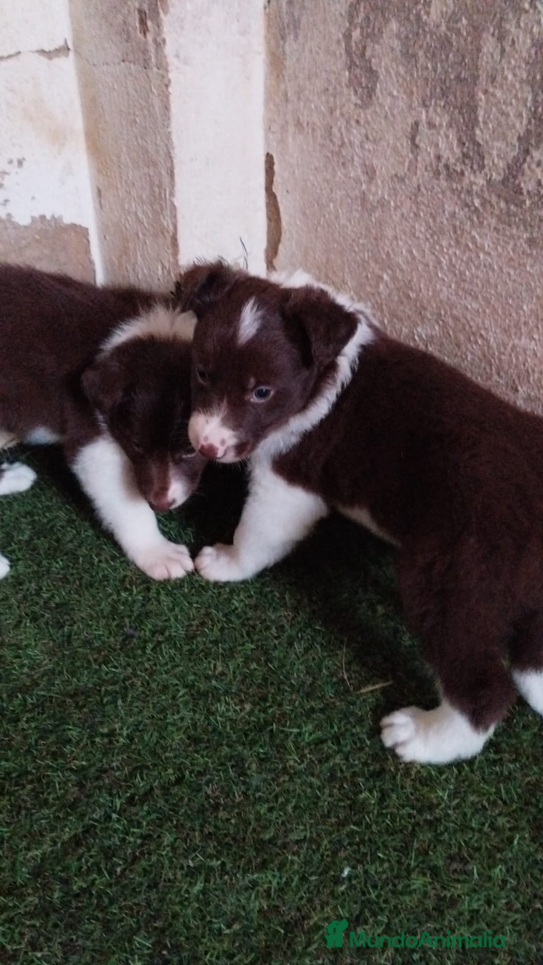 Border Collie perros Border collies Machos Chocolate - Anuncio 23