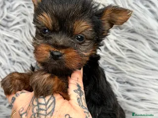Yorkshire Terrier perros Yorki mini Toy - Anuncio 4