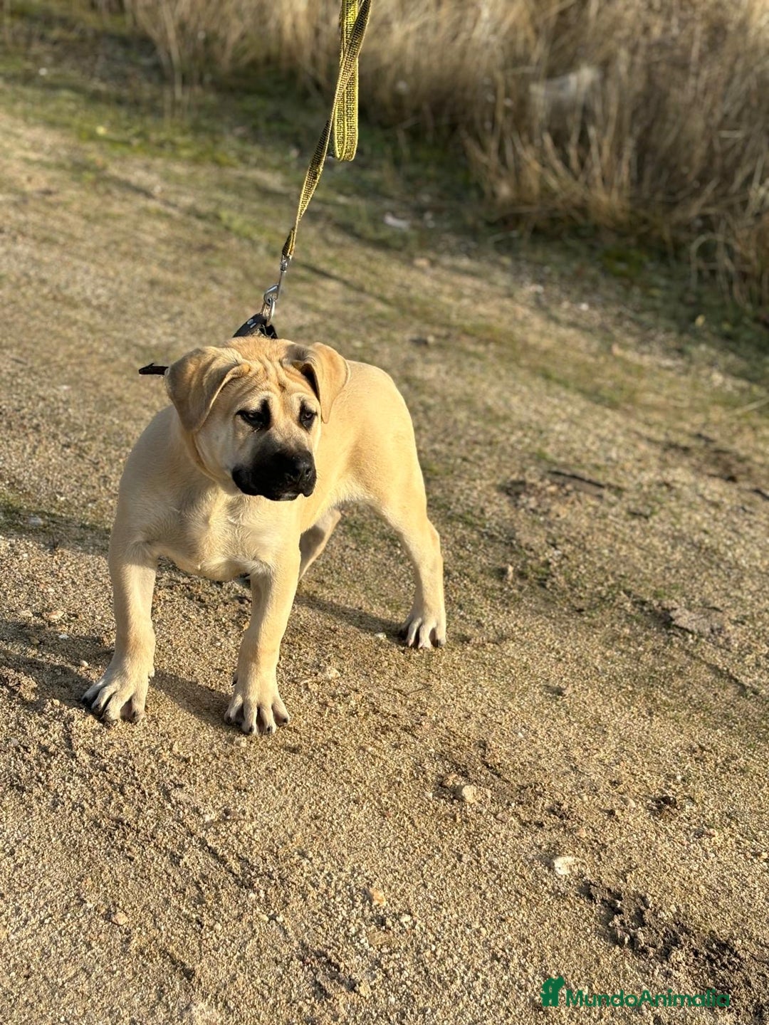 Presa Canario perros en venta: Cachorro macho presa canario - Anuncio 5