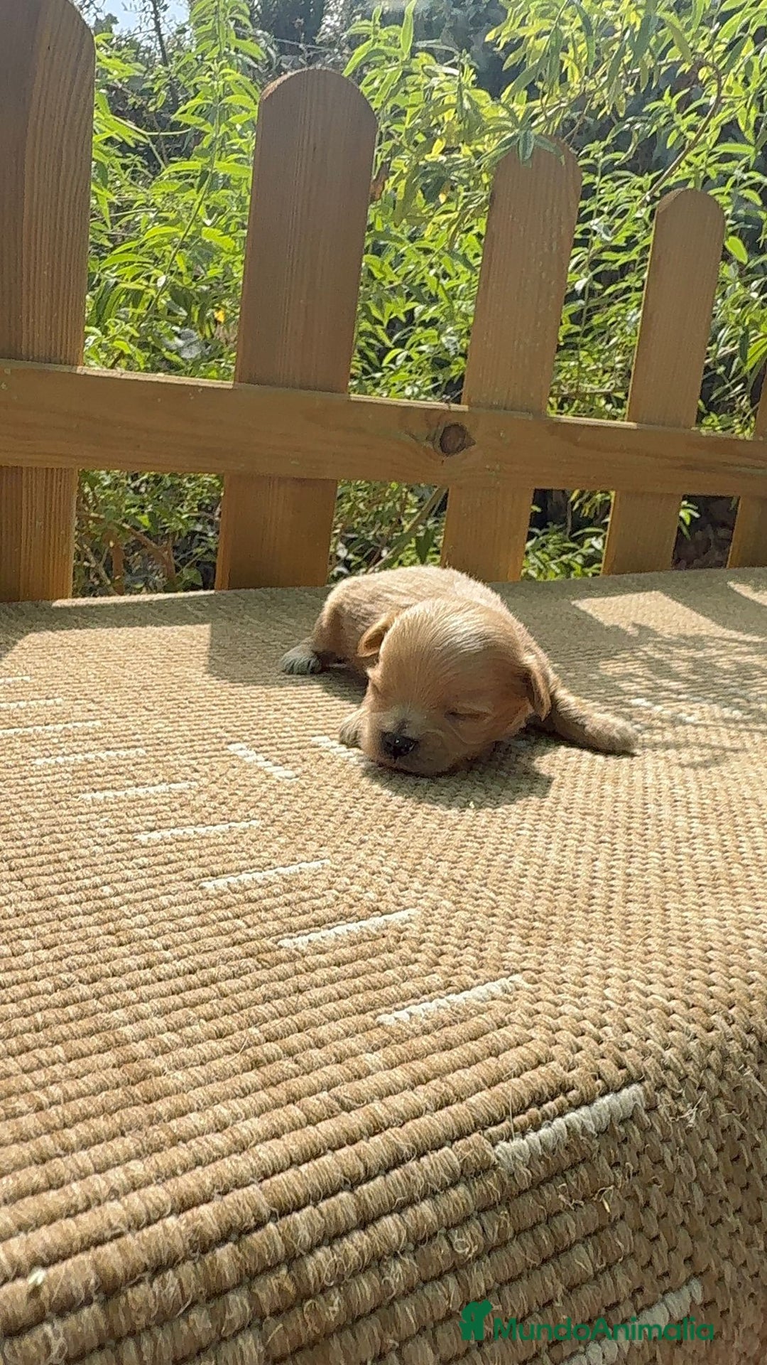 Maltipoo perros en venta: Maltipoo bebes Toy preciosos  - Imagen 3