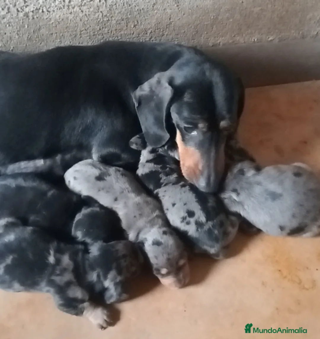 Teckel Miniatura perros en venta: Cachorro de teckel - Anuncio 1