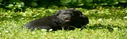 Labrador Retriever perros en venta: Cachorros de Labrador Retriever Negros - Anuncio 33
