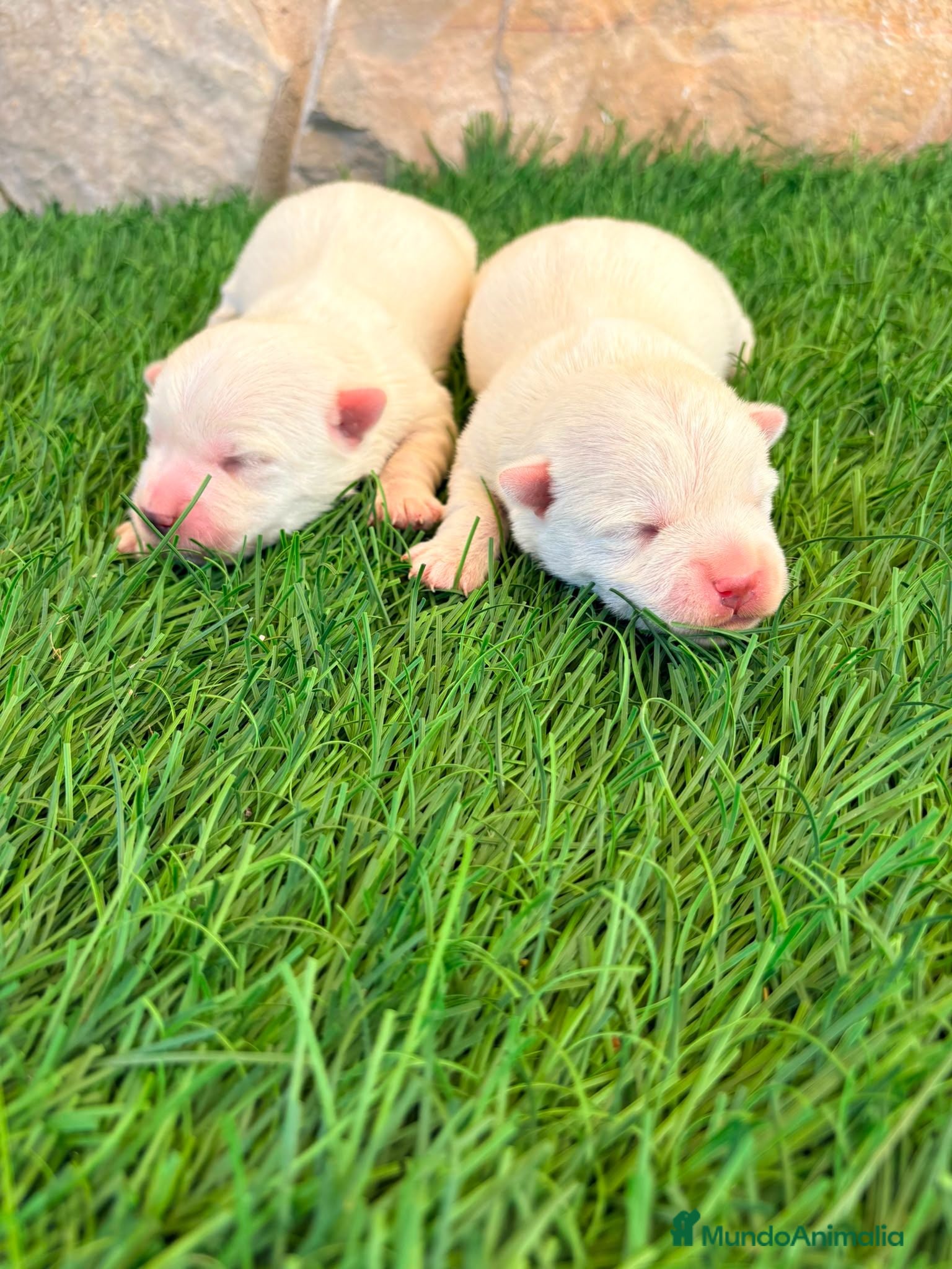 West Highland White Terrier perros West Highland white terrier-Westy - Anuncio 1