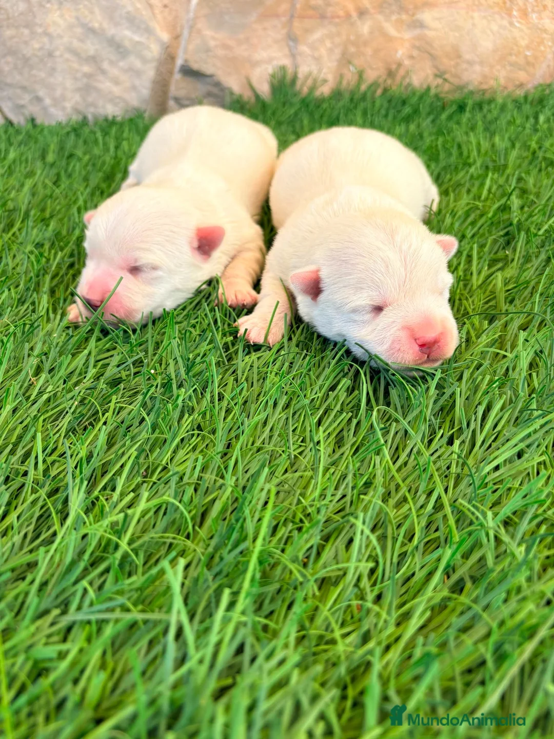 West Highland White Terrier perros en venta: West Highland white terrier-Westy - Anuncio 1