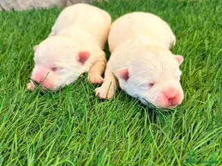 West Highland White Terrier perros West Highland white terrier-Westy - Anuncio 2