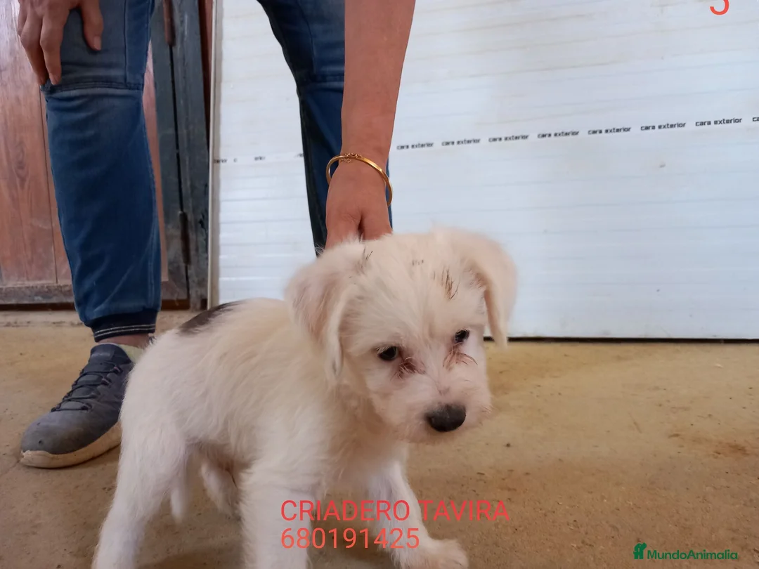 Caniche Toy perros en venta: Crestado Chino Arlequín. - Anuncio 2