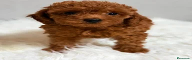 Caniche Enano 4