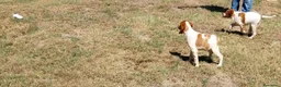 Épagneul Breton perros en venta: Epagneul Breton  - Anuncio 6