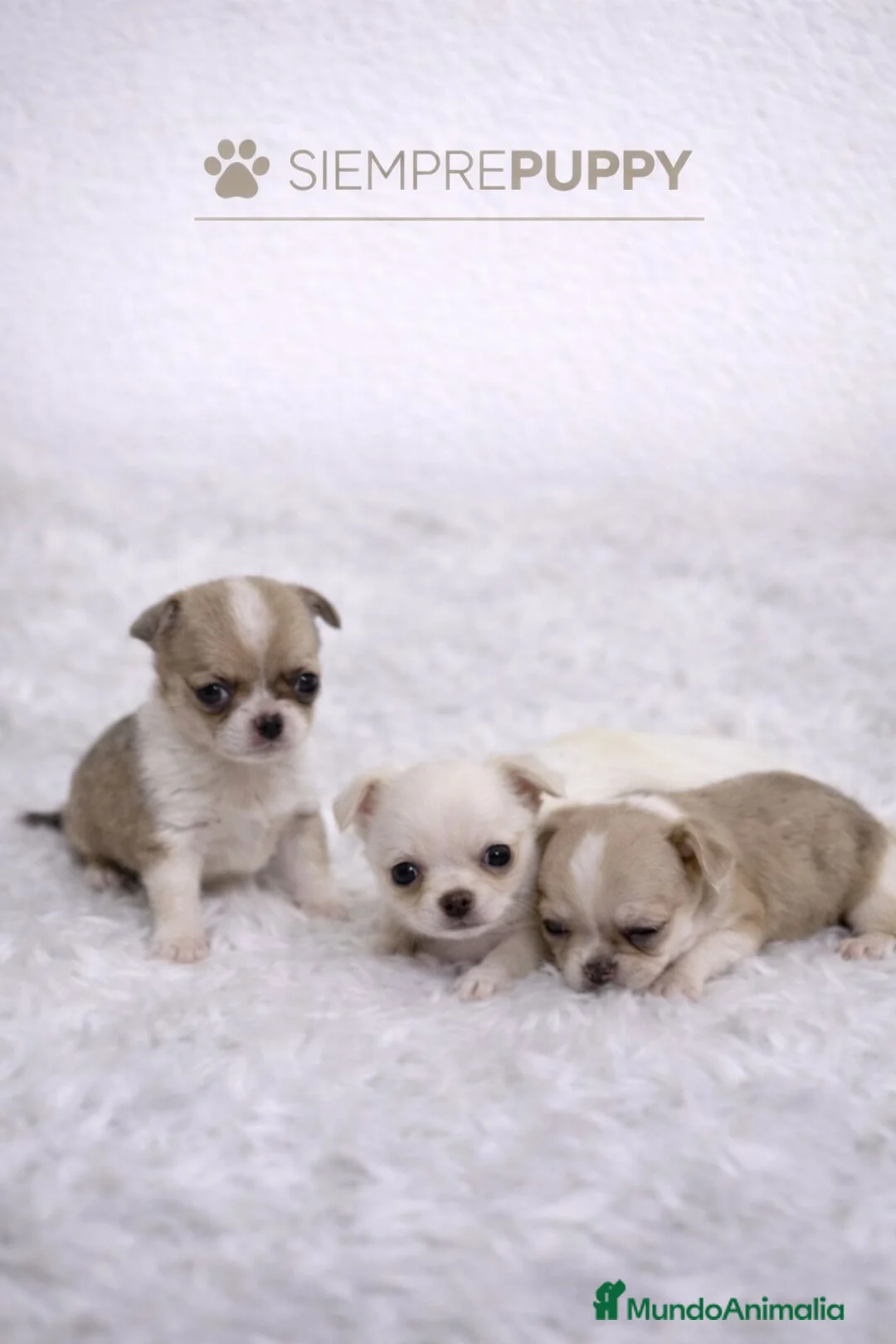Chihuahua perros en venta: CHIHUAHUA MINI TOY PELO CORTO - Anuncio 1