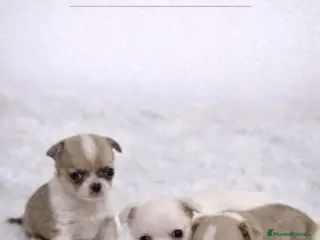 Chihuahua perros CHIHUAHUA MINI TOY PELO CORTO - Anuncio 2