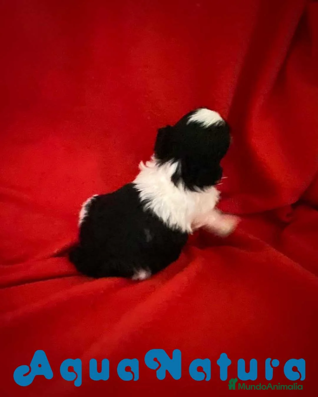 Shih Tzu perros en venta: Shih Tzu Hembra 2 de Ada y Newman AQUANATURA - Anuncio 4
