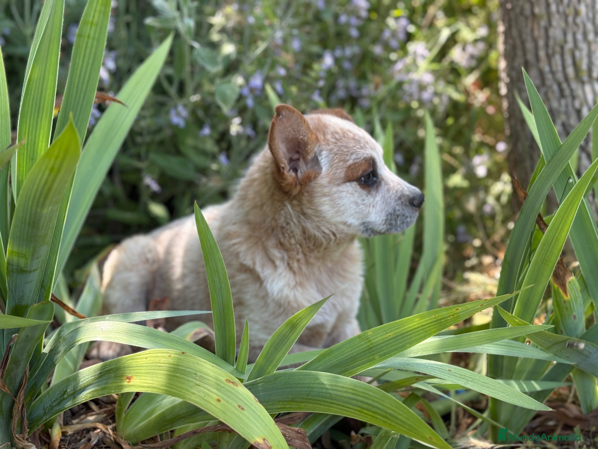 Boyero de Australia perros 🐾🐾 Australian Cattle Dog 🐾🐾 - Anuncio 2