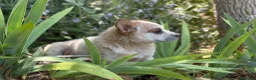 Boyero de Australia perros en venta: 🐾🐾 Australian Cattle Dog 🐾🐾 - Anuncio 1