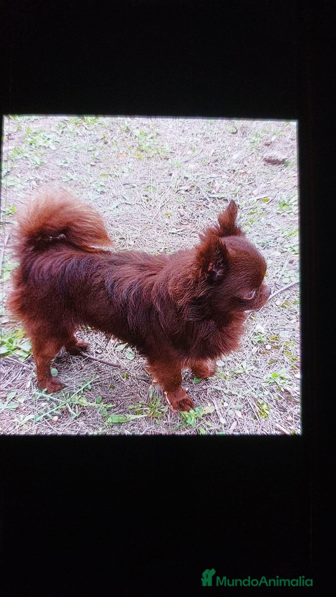 Chihuahua perros en venta: Chihuahua toy colores exóticos pelo largo y corto  - Imagen 6