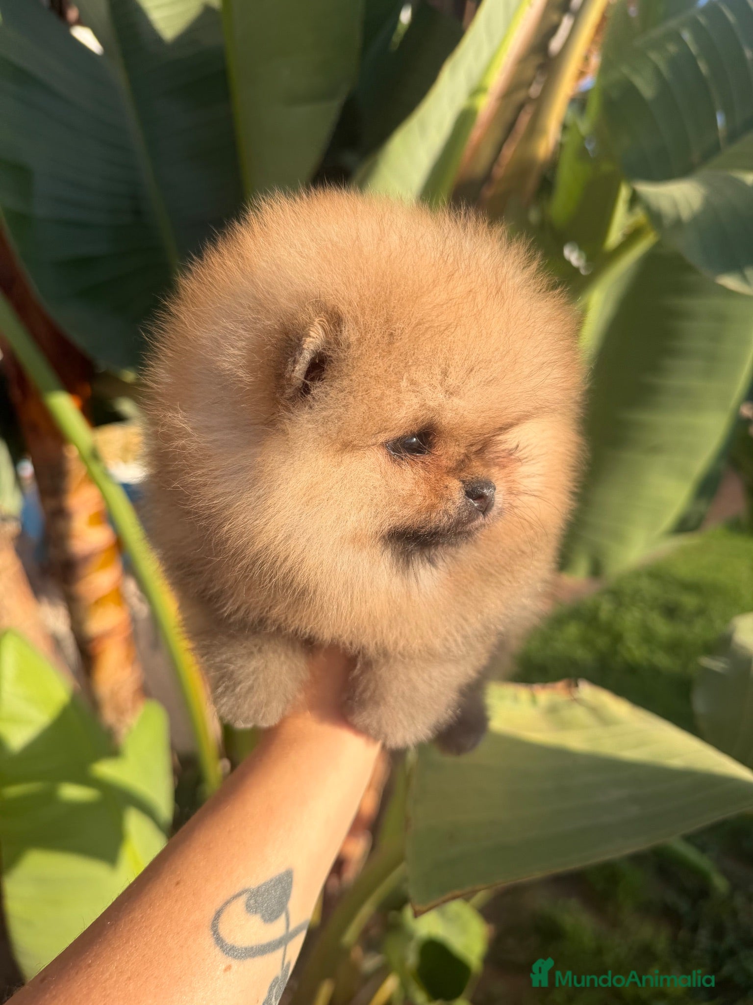 Pomerania perros Pomerania auténtico CALIDAD TOP - Anuncio 1