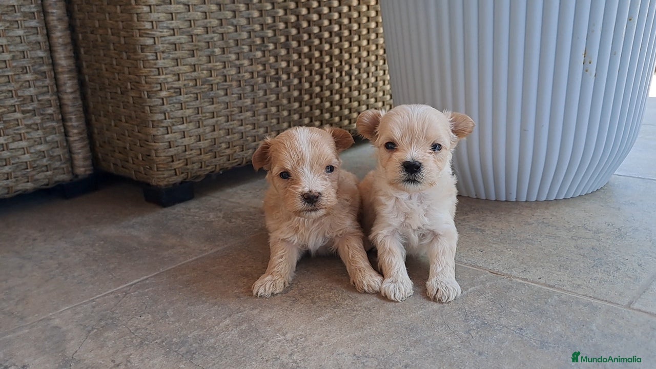 Maltipoo perros Cachorritos de Maltipoo - Anuncio 17