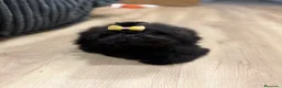 Shihpoo perros en venta: Monísima ShihPoo negra - Anuncio 5
