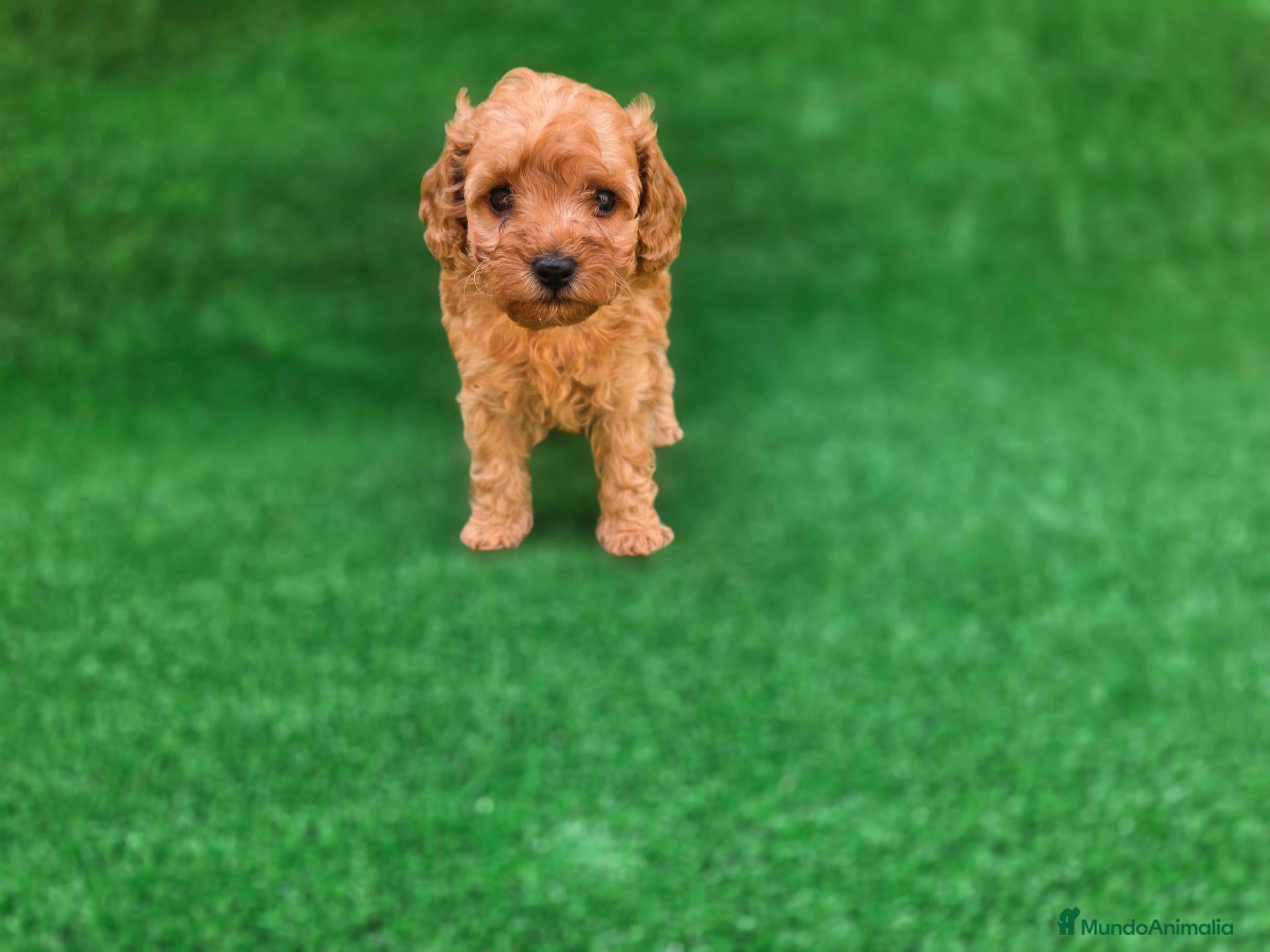 Caniche Toy perros en venta: CANICHE TOY - Anuncio 4