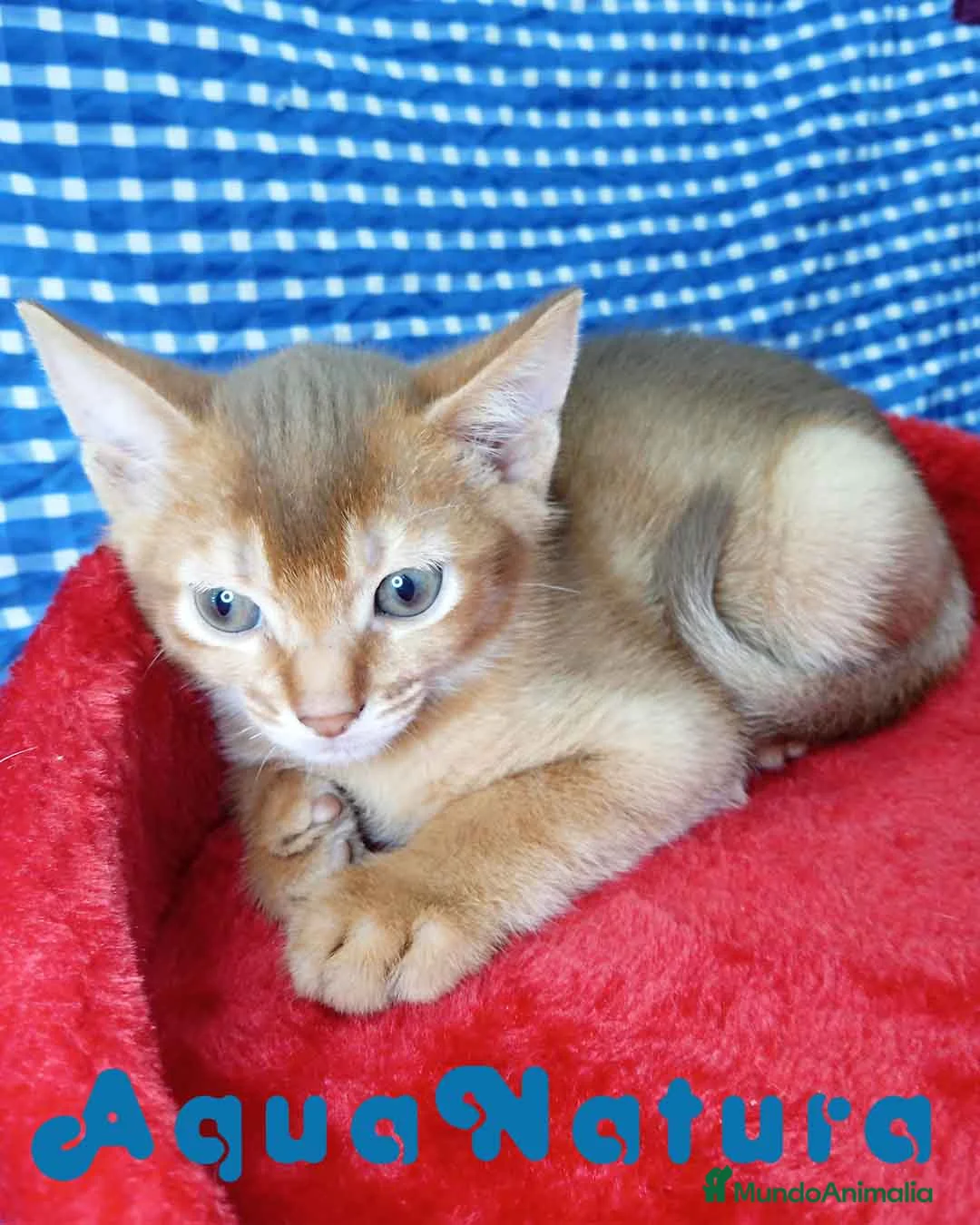Abisinio gatos en venta:  Abisinio Macho de Mia 4177 - AQUANATURA en Barcelona - Anuncio 3