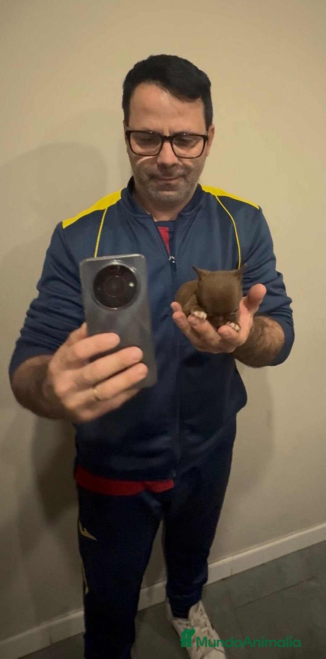 Chihuahua perros en venta: Chihuahua MICRO chocolate  - Anuncio 8