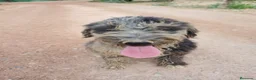 Perro de Agua Español perros en venta: PERRO DE AGUA ESPAÑOL - Anuncio 5