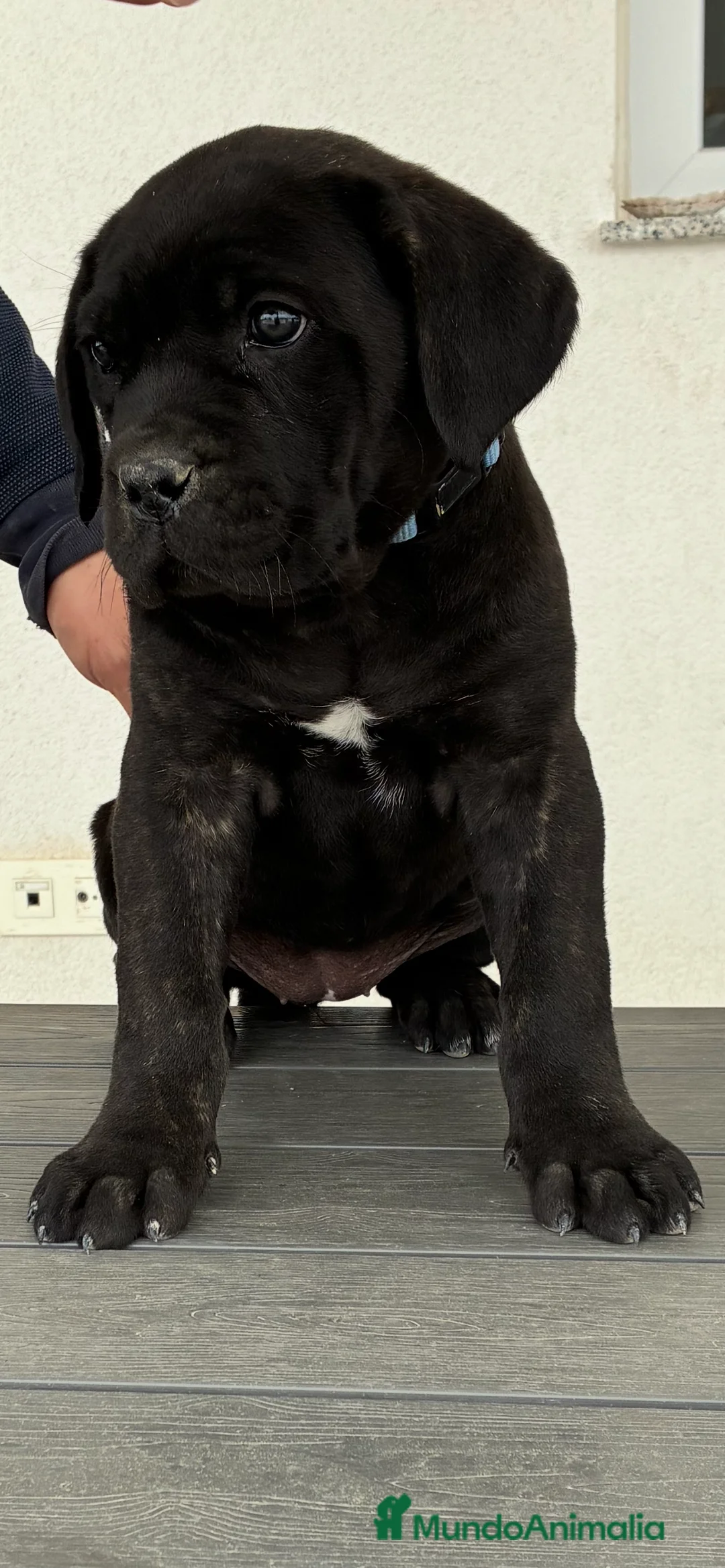 Cane Corso perros en venta: Cachorra cane corso  - Anuncio 2