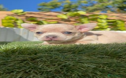 Chihuahua perros en venta: CHIHUAHUA HEMBRA - Imagen 15