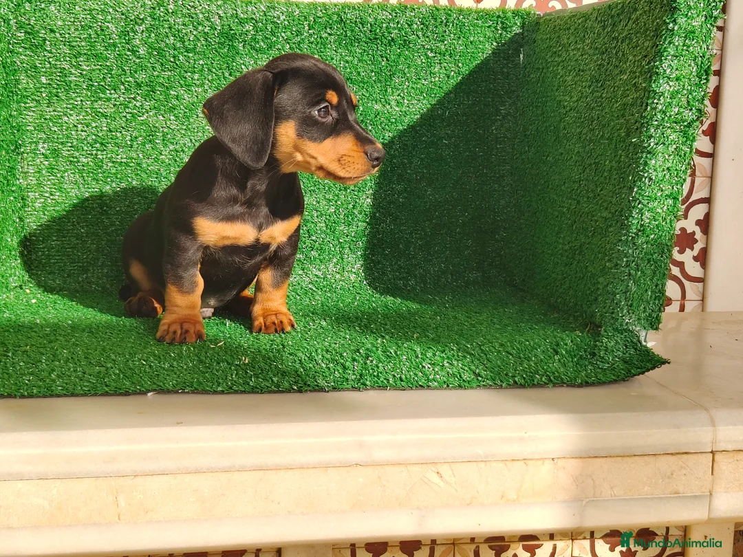 Teckel Miniatura perros en venta: Teckel miniatura  - Anuncio 17