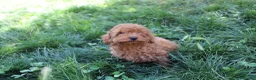 Caniche Toy perros en venta: Caniche Toy rojo  - Anuncio 17