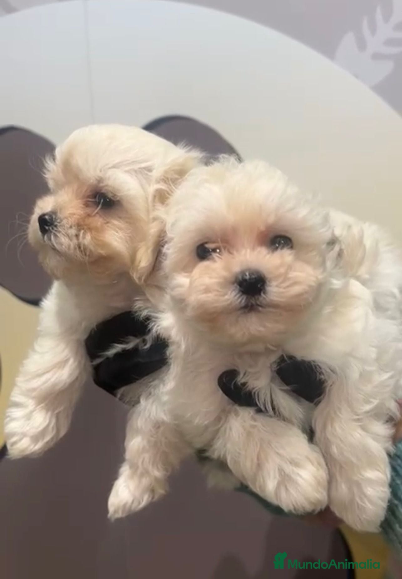 Maltipoo perros ESPECTALUCAR MALTIPOO💕 - Anuncio 1