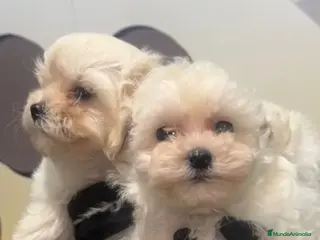 Maltipoo perros ESPECTALUCAR MALTIPOO💕 - Anuncio 1