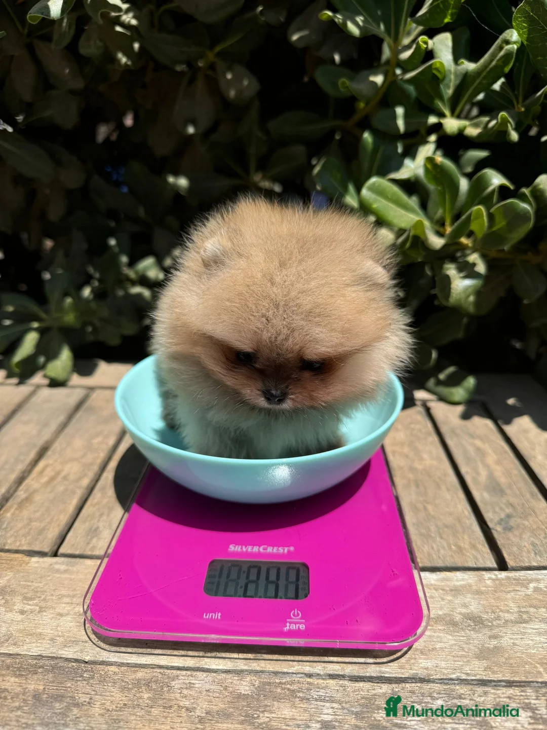 Pomerania perros en venta: LOS MEJORES POMERANIAS, AUTENTICOS en Málaga - Anuncio 3