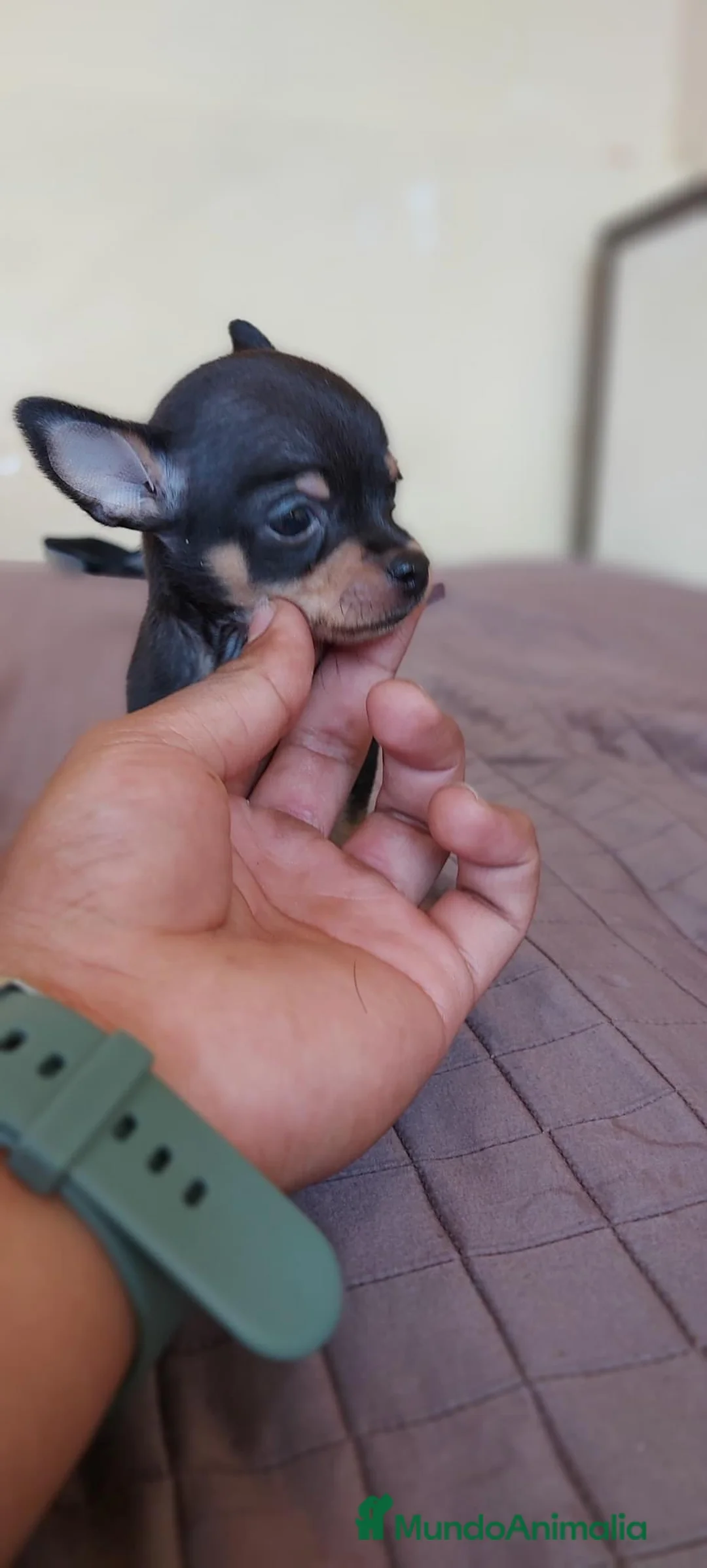 Pinscher Miniatura perros en venta: Pinscher miniatura ENTREGA A TODA ESPAÑA  en Ciudad Real - Anuncio 2