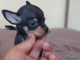 Pinscher Miniatura perros Pinscher miniatura ENTREGA A TODA ESPAÑA - Anuncio 14