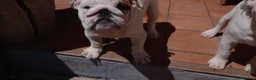 Bulldog Inglés perros en venta: Cachorro bulldog ingles  - Anuncio 9