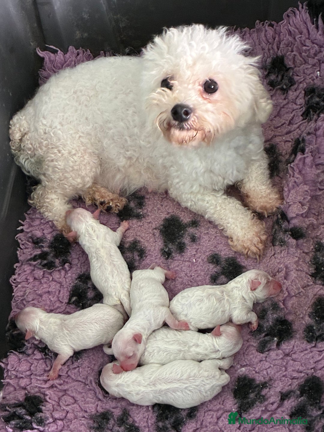 Bichón Frisé perros en venta: Bichon Frise - Anuncio 4