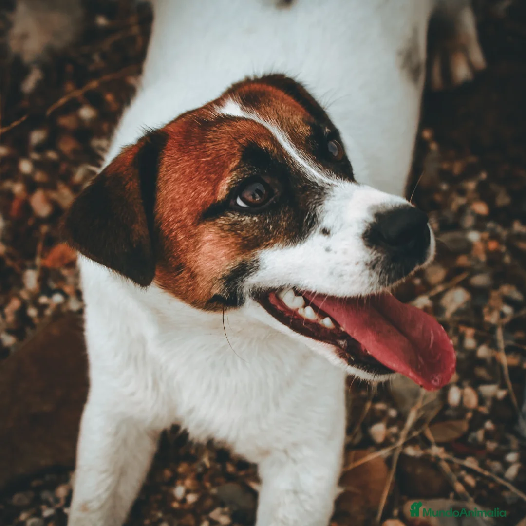 Imagen de galería {{count}}