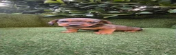 Teckel Miniatura perros en venta: teckel miniatura  - Anuncio 14