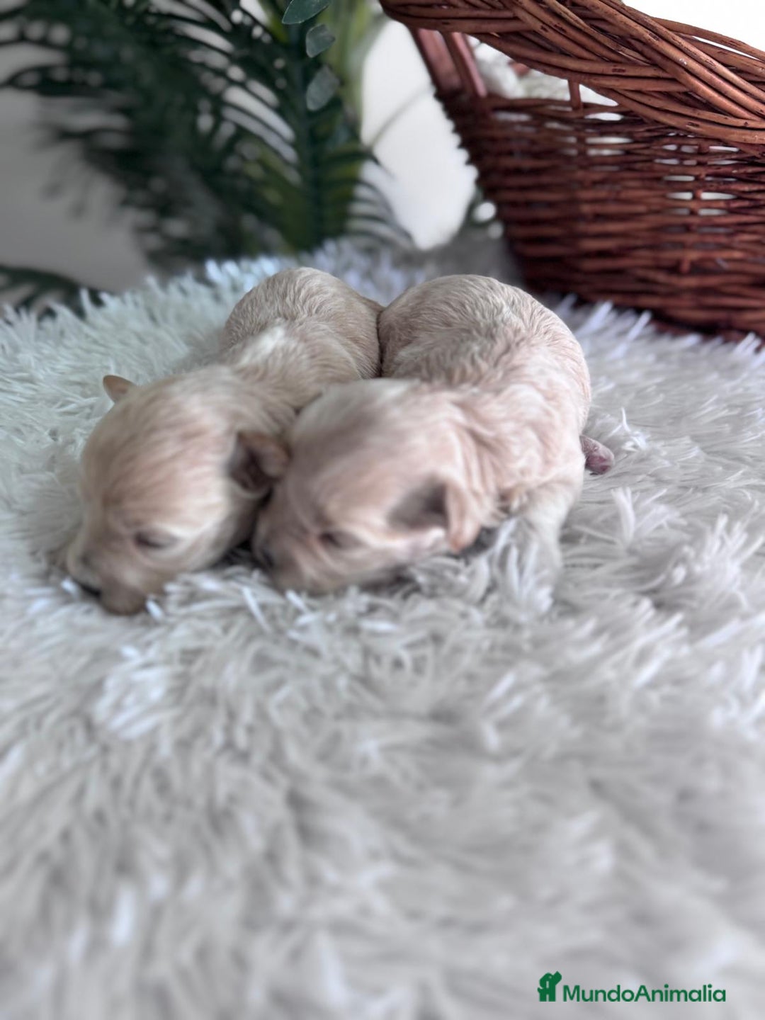 Maltipoo perros en venta: MALTIPOO HEMBRAS - Imagen 2