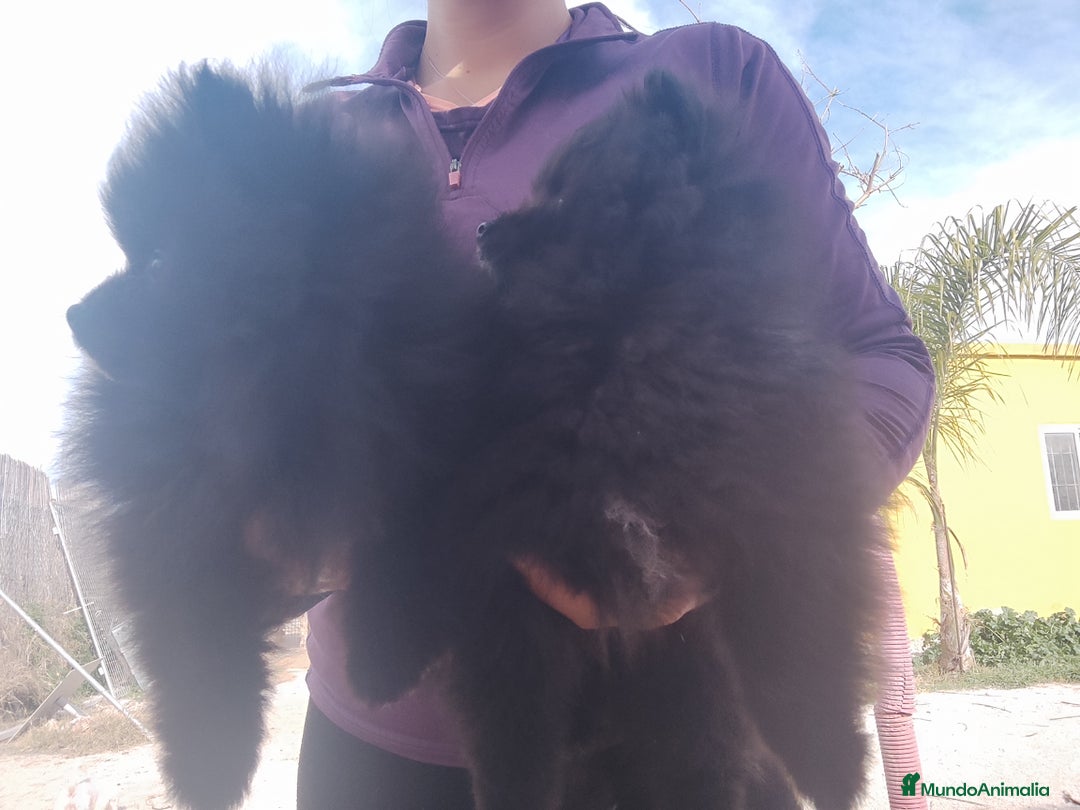 Pomerania perros en venta: Lulú de pomerania precio real. - Anuncio 6