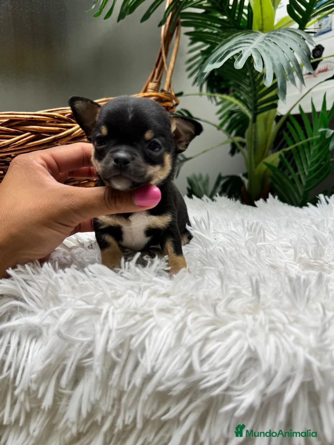 Chihuahua perros en venta: CHIHUAHUA 💙 - Anuncio 2