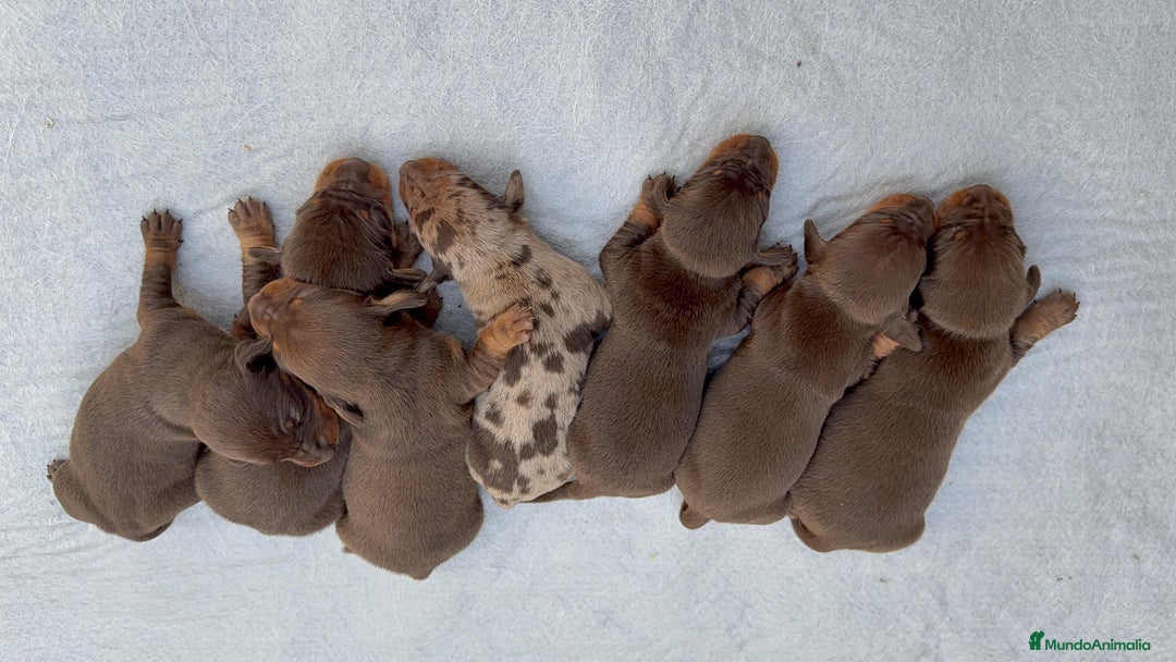 Teckel Miniatura perros en venta: TECKEL MINIATURA CHOCOLATE - Anuncio 2