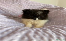 Pomerania perros en venta: Lulu pomerania MICRO TOY  - Imagen 6