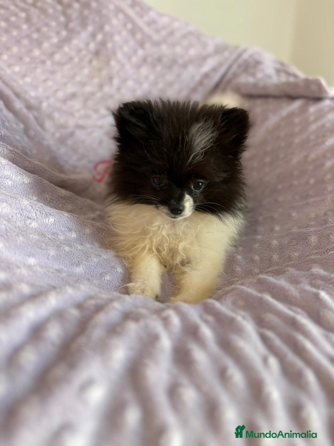 Pomerania perros en venta: Lulu pomerania MICRO TOY  - Imagen 6