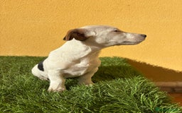 Jack Russell Terrier perros en venta: Camada de Jack Russell de pata corta  - Imagen 25