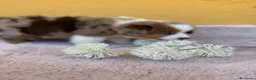 Pastor Miniatura Americano perros en venta: Cachorros de pastor americano merle  - Anuncio 2