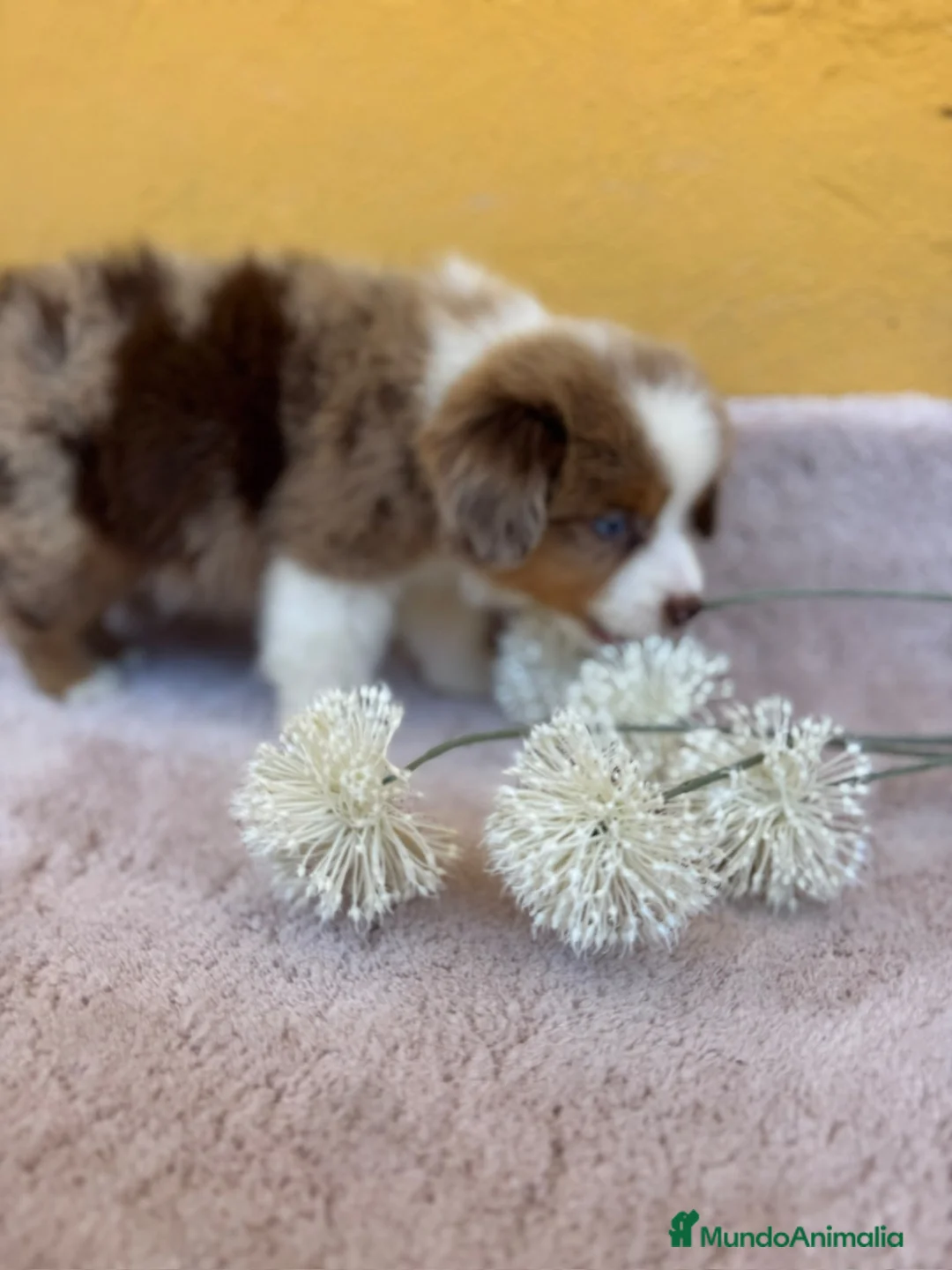 Pastor Miniatura Americano perros en venta: Cachorros de pastor americano merle  - Anuncio 2