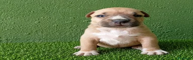 American Bully 3